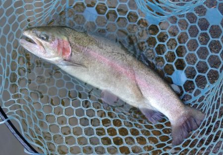 春の魚は強い！ ～岡崎トラウトポンド～